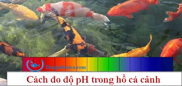 Cách đo độ pH trong hồ cá cảnh