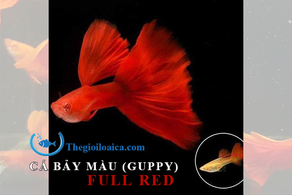 Đặc Điểm Cá Bảy Màu Full Red Và Cách Chăm Sóc Cá Sinh Sản Thế Giới Loài Cá