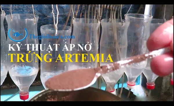 Kỹ thuật ấp Artemia làm thức ăn cho cá bột Thế Giới Loài Cá