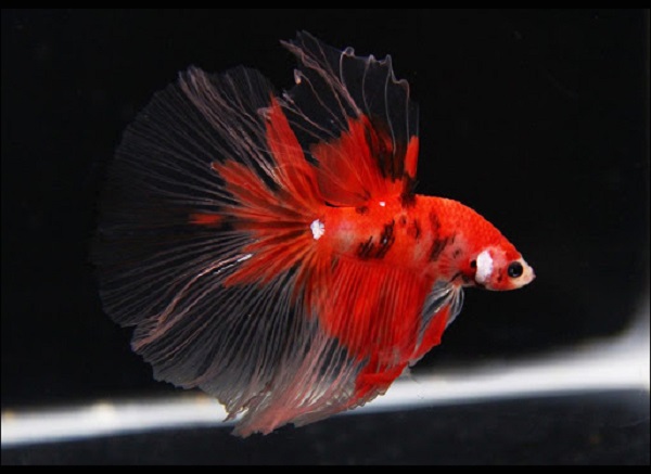 Phân Biệt Cá Betta Koi (Galaxy, Nemo, Halfmoon, Tiger) Thế Giới Loài Cá