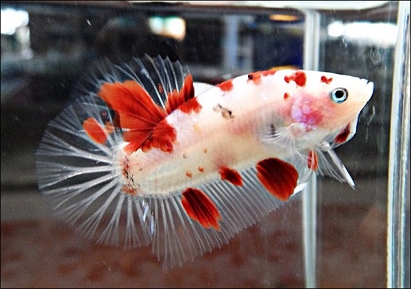 Phân Biệt Cá Betta Koi (Galaxy, Nemo, Halfmoon, Tiger) Thế Giới Loài Cá