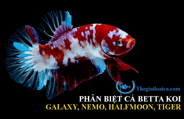 Phân biệt cá Betta Koi (Galaxy, Nemo, Halfmoon, Tiger)