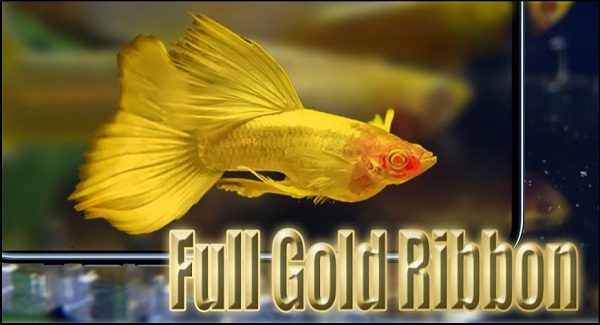 Cá bảy màu Full Gold Ribbon 