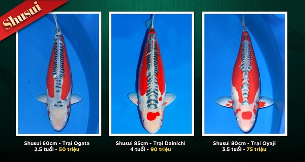 Cá Koi Shusui: Tổng quan và cách chọn Shusui chuẩn quốc tế 1