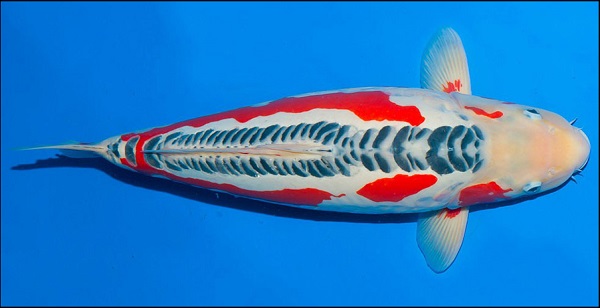 Yếu tố đánh giá 1 chú cá Koi Shusui đẹp và chất lượng
