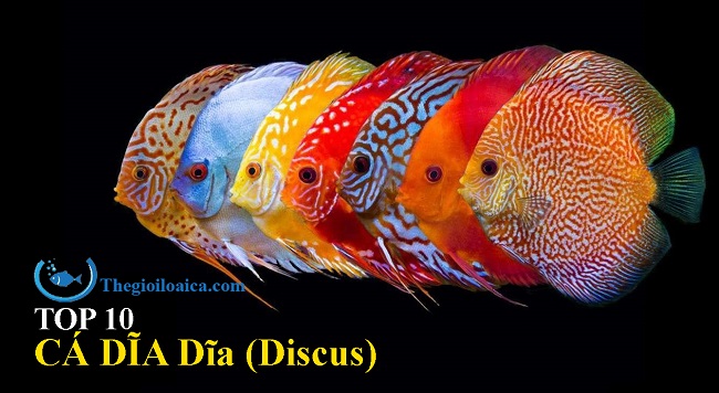 TOP 10 loài cá Dĩa (Discus) màu sắc sặc sỡ, hấp dẫn nhất