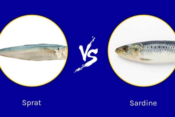 sprats-vs-sardines-gì-là-sự-khác-biệt-1