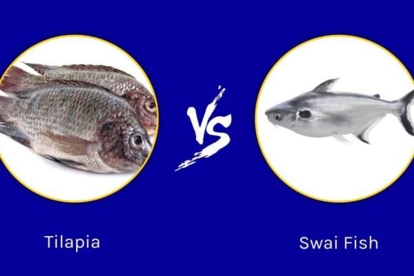 swai-fish-vs-rô-phia-1