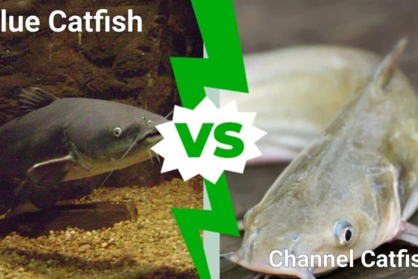 lam-catfish-vs-channel-catfish