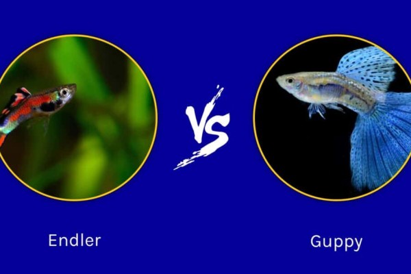 endler-vs-guppy-the-key-differences-1