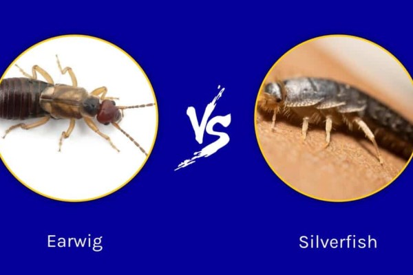 earwig-vs-silverfish-what-are-8-key-differences-1
