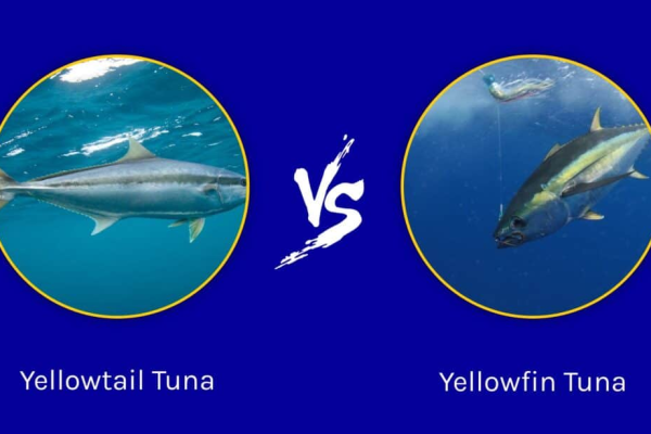 Yellowtail vs Yellowfin Tuna: Sự khác biệt chính