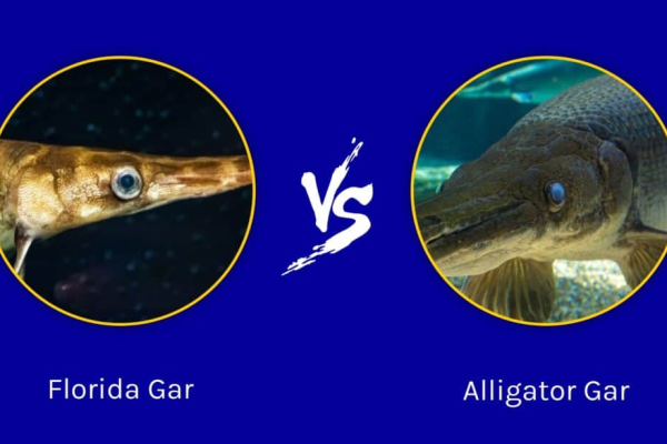 florida-gar-vs-alligator-gar-gì-là-sự-khác-biệt-1