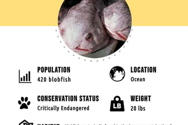 blobfish-1
