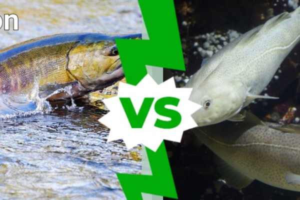 cá hồi vs cá tuyết có gì khác biệt-1
