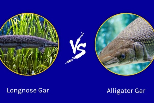 longnose-gar-vs-alligator-gar-are-chúng-khác-1