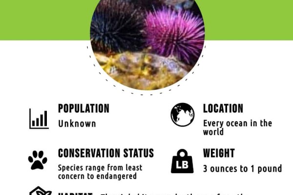sea-urchin-infographic
