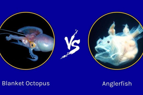 chăn-bạch tuộc-vs-anglerfish-có-gì-sự-khác-biệt-1
