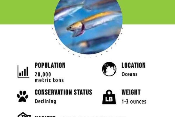 cá cơm-infographic