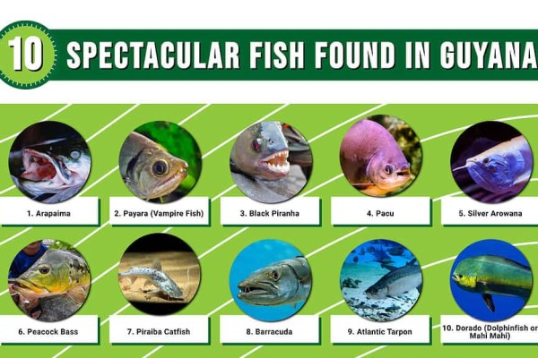 một-infographic-về-cá-độc-đáo-nhất-ở-guyana