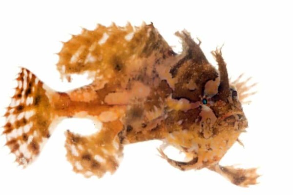 the-sargassum-fish-anglerfish-or-ếch-fish-histrio-histrio-a-well-ngụy trang-cá-bị cô lập-trên-nền-trắng