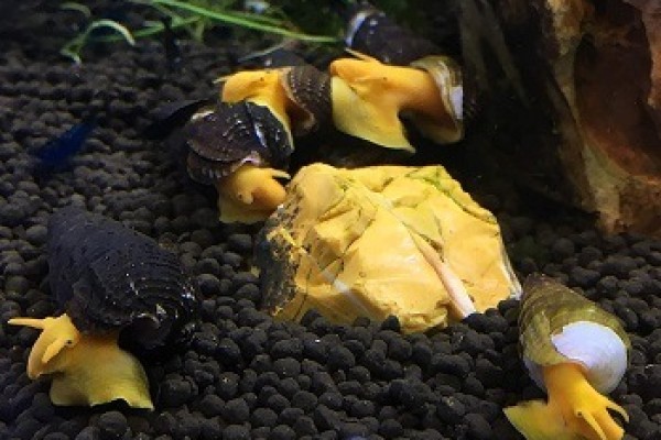 awesome-aquatics-5-orange-poso-sulawesi-rabbit-snails-tylomelania-live-waterwater-snail