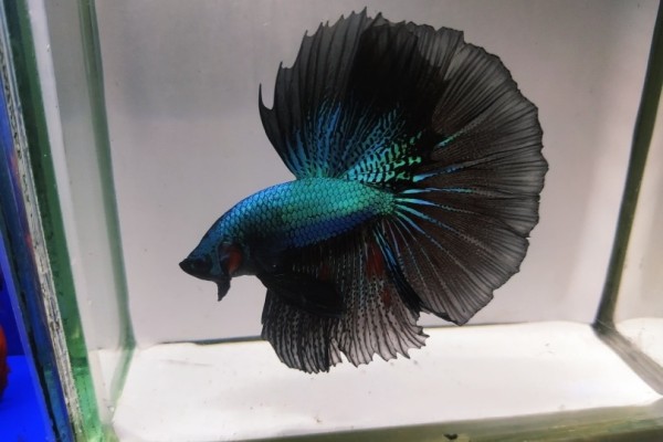 black-lan-betta-fish