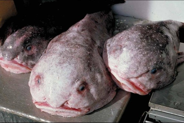 blobfish-predators-what-eats-blobfish-1