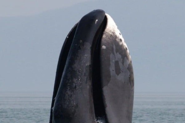 a-bowhead-whale-vi phạm-ngoài khơi-biển-tây-of-okhotsk