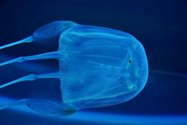 10-động-vật-có-độc-nhất-hộp-sứa-cá-được-chụp-ảnh-trong-bể-cá