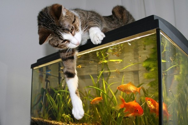 mèo-xem-cá vàng