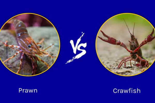 tôm-vs-crawfish-the-key-sự khác biệt-1