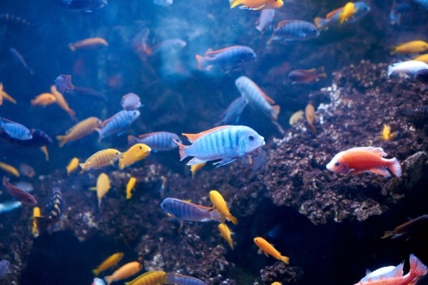 cichlids-in-aquarium