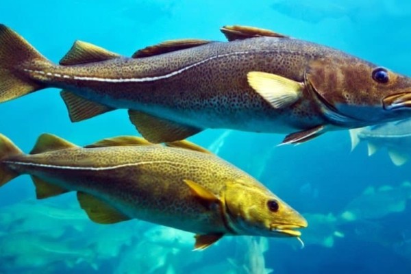 codfishes-in-aquarium-alesund-norway