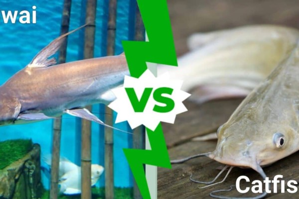 swai-vs-catfish