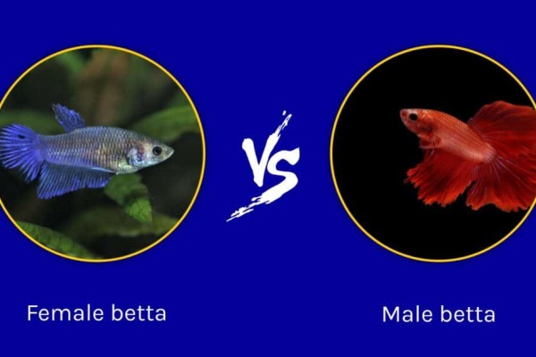 cá-betta đực vs cá cái-sự-khác-biệt-gì-1