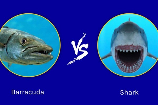cá nhồng-vs-cá mập-ai-sẽ-thắng-trong-cuộc-đánh-1