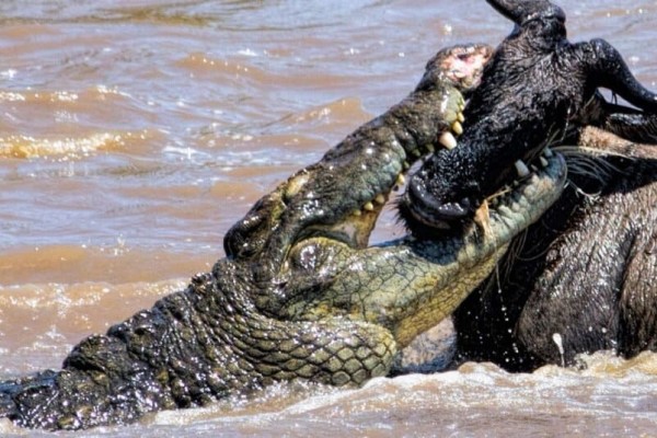 cá sấu-động vật nguy hiểm nhất thế giới