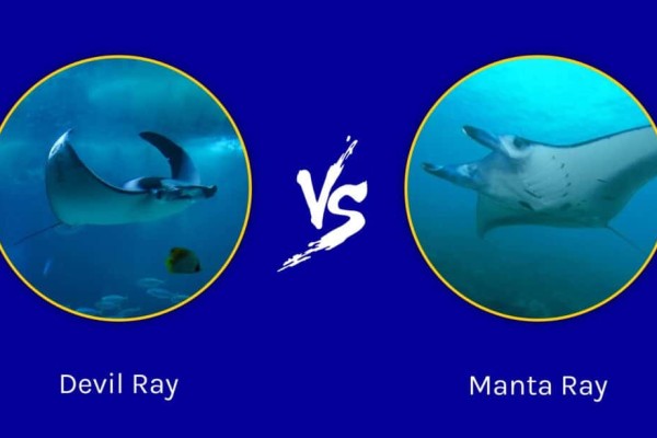 ma-ray-vs-manta-ray-gì-là-sự-khác-biệt-1