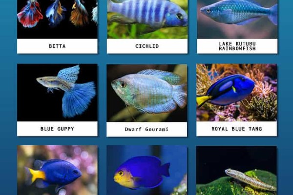 12-loại-cá-xanh-khác-nhau-trong-bể-cá-có-màu-xanh-1