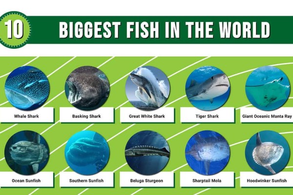 infographic-of-the-10-big-fish-in-the-world
