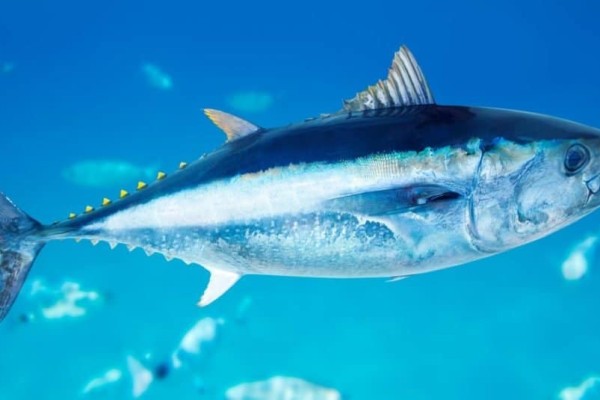 nhanh nhất-động vật biển-đại tây dương-cá ngừ vây xanh