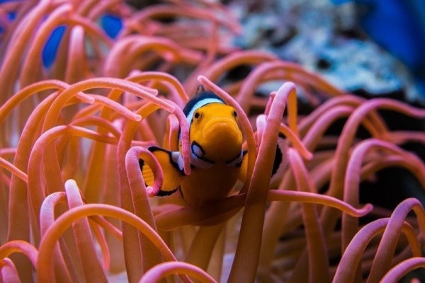 10-bể-cá-nước-mặn-tốt-nhất-cho-người-mới-có-hình-ảnh-1