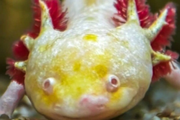 vàng-bạch tạng-axolotl