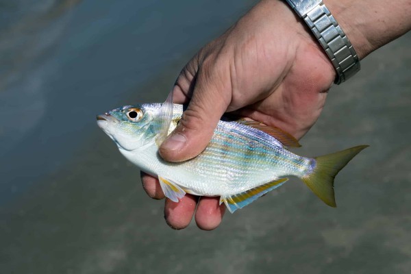 the-pinfish-has-a-mix-of-gold-green-and-blue-coloring
