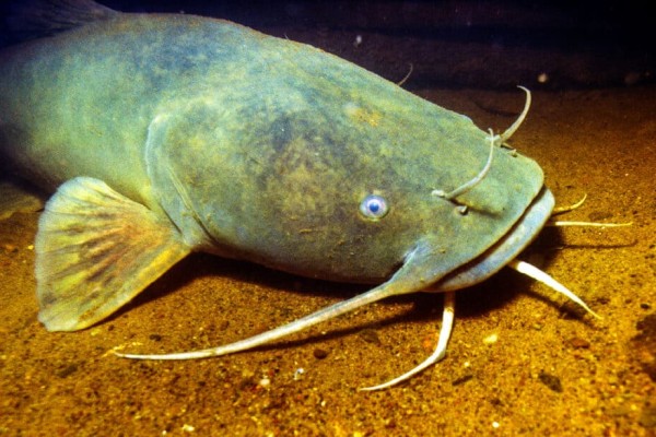 cá da trơn-cá-mississippi-sông-dưới nước-Mỹ
