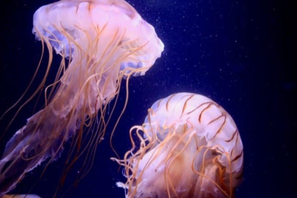 động vật-sứa-sứa-phát-sáng