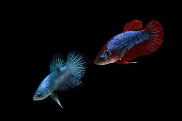 cá đực và cái-plakat-betta-fish