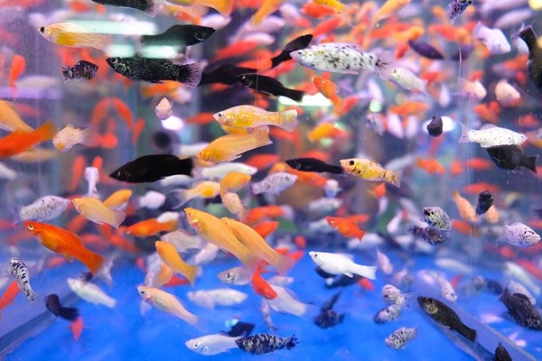 mix-color-of-platy-fishes-in-a-tank