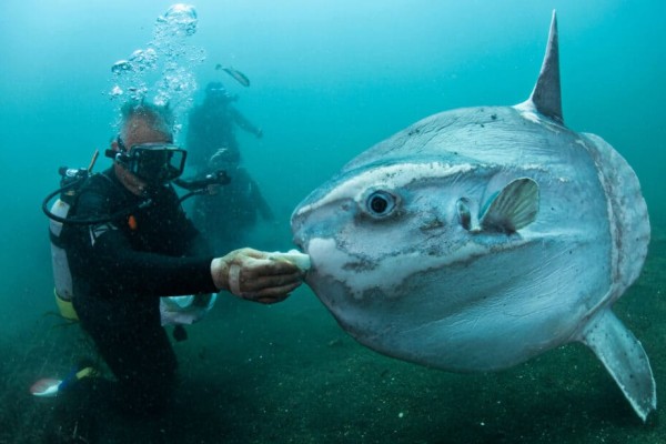 đại-dương-cá-mola-mola-bơi-dưới-nước-với-thợ-thợ-chúng-được-coi-là-khá-ngoan-ngoan-và-hiền-hiền-với-người-thợ lặn